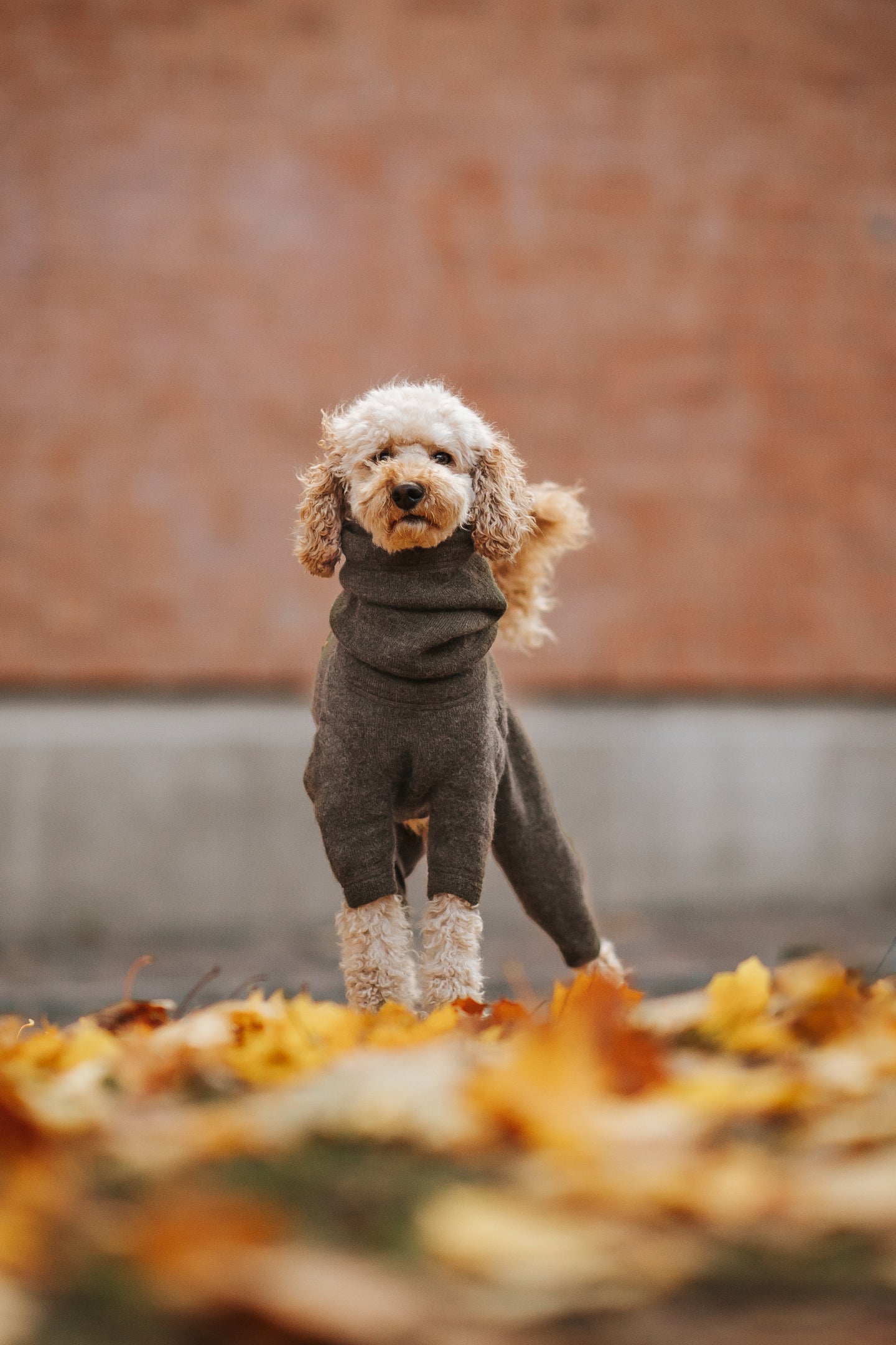 Rhodesian Ridgeback Wool Overall